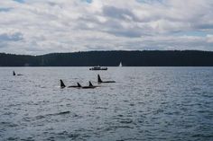 four orca's swimming in the water with boats in the background on a cloudy day