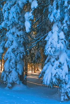 snow covered trees line the path to a forest