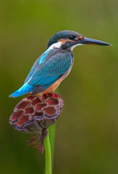 a colorful bird sitting on top of a flower