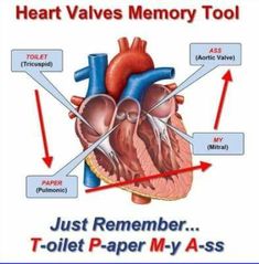 an image of a heart with labels on it