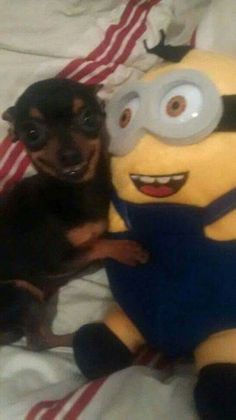 a small dog sitting next to a stuffed toy in the shape of a minion