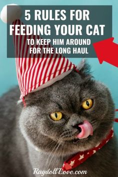 a gray cat wearing a red and white hat with the words 5 rules for feeding your cat to keep him around for the long haul