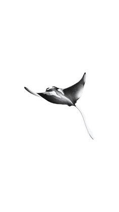 a black and white photo of a bird flying in the sky