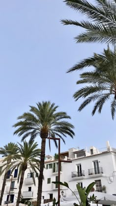 palm trees in front of a white building with balconies on the top floor