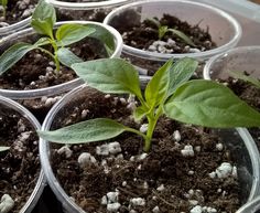 several plastic cups filled with dirt and plants