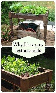 an outdoor garden with wooden planters filled with lettuce and other plants in them