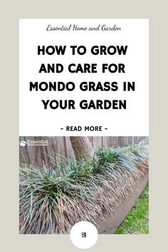 How To Grow And Care For Mondo Grass In Your Garden Mondo Grass Border, Mondo Grass Lawn, Lush Green