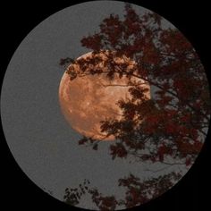 the full moon is seen through some trees