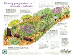 an illustrated garden with flowers and plants on it's sides, labeled in information