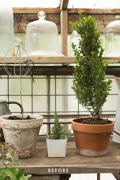 three potted plants sitting on top of a wooden table in front of glass domes