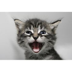 a kitten with its mouth open and it's teeth wide open, making an angry face