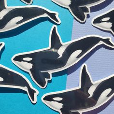 several black and white orca stickers on a blue and purple striped paper background