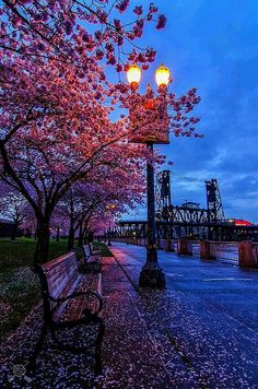 a park bench sitting next to a tree with pink flowers on it