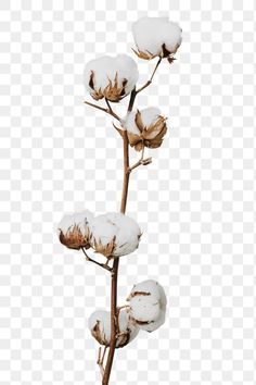 cotton plant with snow on it's stems, against a white background png