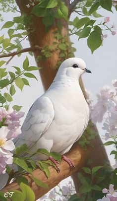 a white bird sitting on top of a tree branch next to pink and white flowers