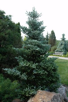 a small pine tree sitting on top of a rock next to a lush green park