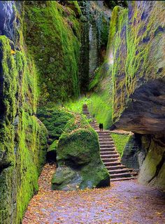 the stairs are covered in mossy rocks and trees with leaves on them, as if they were falling down