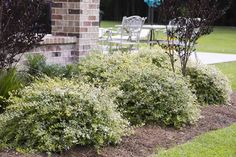 some bushes are growing in front of a brick building with chairs and tables around it