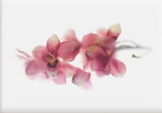 some pink flowers are floating in the air on a white background with blurry edges