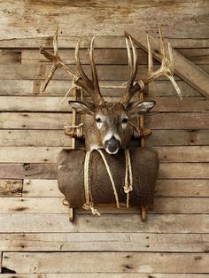 a deer head mounted to the side of a wooden wall