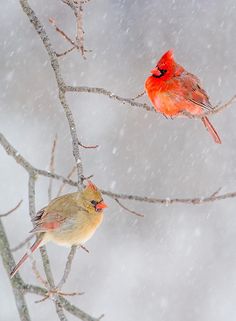 two birds sitting on branches in the snow, one is red and the other is yellow