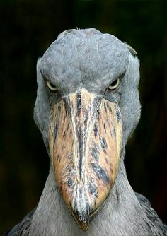 a close up of a bird's face with a lot of wrinkles on it