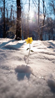 a small yellow flower sprouts out of the snow in front of some trees