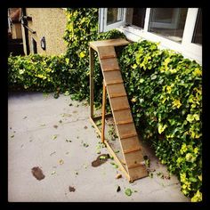 a set of stairs sitting next to a green wall covered in leaves and ivys