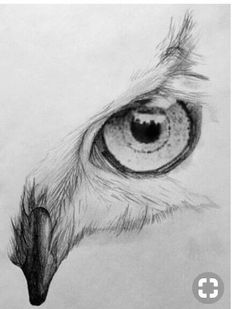 a drawing of an eagle's eye is shown in the bottom right hand corner