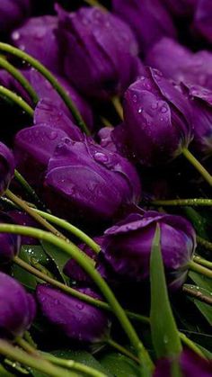 purple tulips with water droplets on them