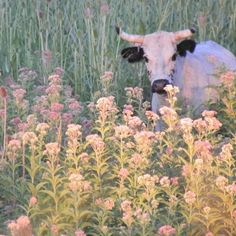 a cow is standing in the middle of some tall grass and flowers, looking at the camera