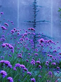 purple flowers are in the foreground with an image of a pine tree behind them