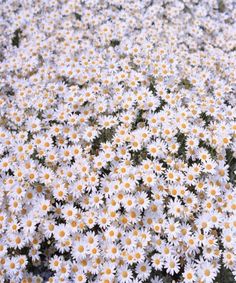 many white and yellow daisies in a field