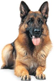 a large brown dog laying on top of a white floor