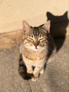 a cat sitting on the ground with its eyes closed and it's head turned to the side