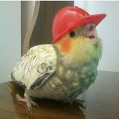 a bird with a red hat on top of it's head sitting on a table