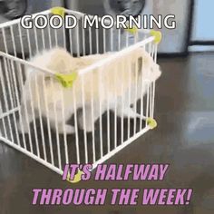 a small white dog in a cage on the ground