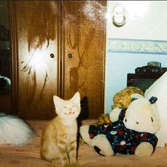 an orange cat sitting on top of a bed next to a teddy bear and stuffed animal