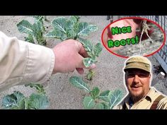 a man is pointing at a plant with the words nice roots above it and an image of a hand holding a leaf