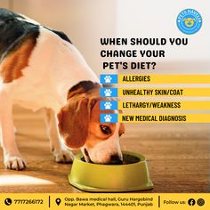 a dog eating out of a bowl with the words when should you change your pet's diet?