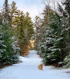 a dog standing in the middle of a snow covered road surrounded by evergreens and pine trees