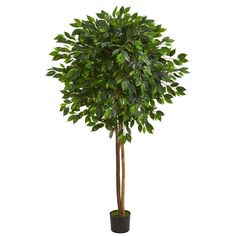 a large potted tree in a black planter on a white background with clipping for text