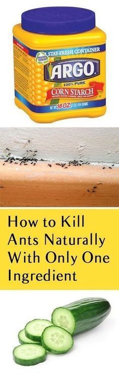 cucumber and jar with text overlay how to kill ants naturally with only one ingredient