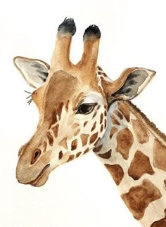 a painting of a giraffe's head in watercolor and ink on paper