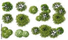 an aerial view of trees in various stages of growth, from top down to the bottom