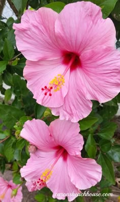 pink flowers blooming in the garden with green leaves