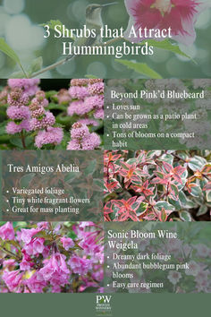 pink flowers and green leaves with the words 3 shrubs that attract hummingbirds on them