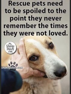 a person petting a dog with the caption rescue pets need to be spoiled to the point they never remember the times they were not loved