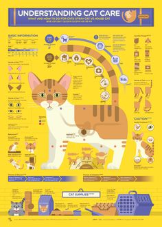 the cat care guide for cats and kittens is shown in this poster, with information about how to use it