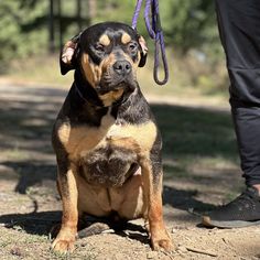 a black and brown dog sitting on top of a dirt field next to a person